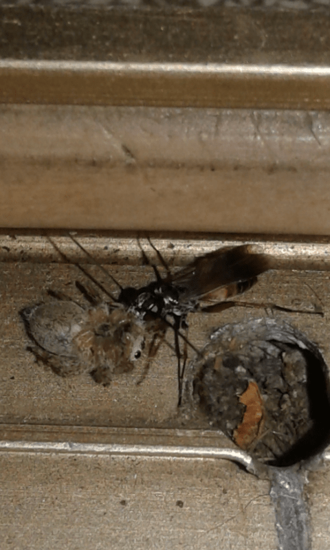 Pompilidae vs Salticidae: Agenioideus cfr. nubecula